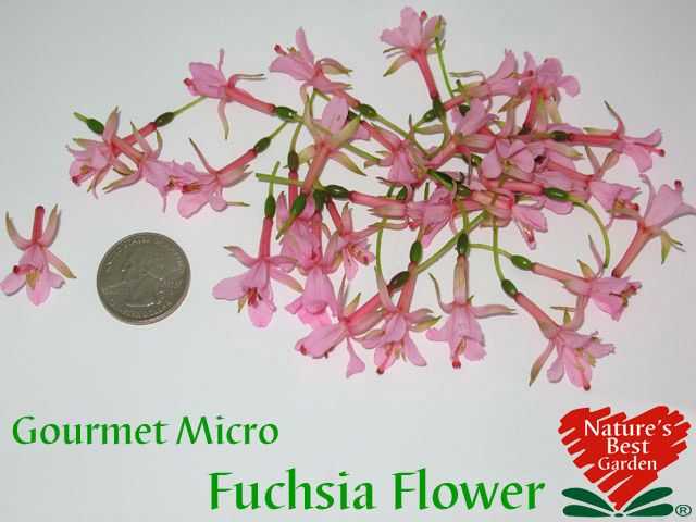 Micro Fuchsia